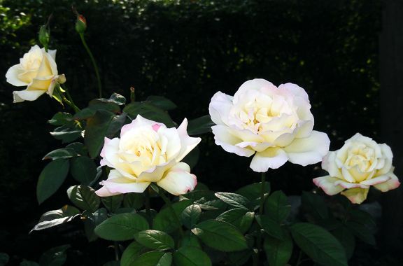 Garden Party photo gp2013_08110058_zpsec25cc00.jpg